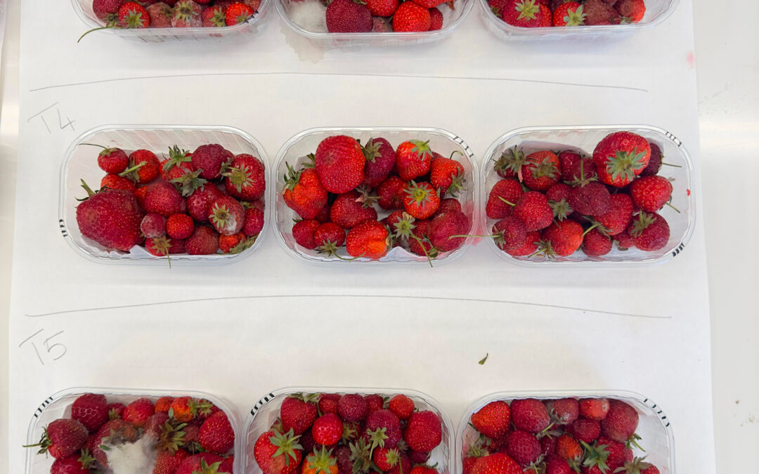 Molecole naturali per ‘prolungare’ la conservazione di frutta e verdura