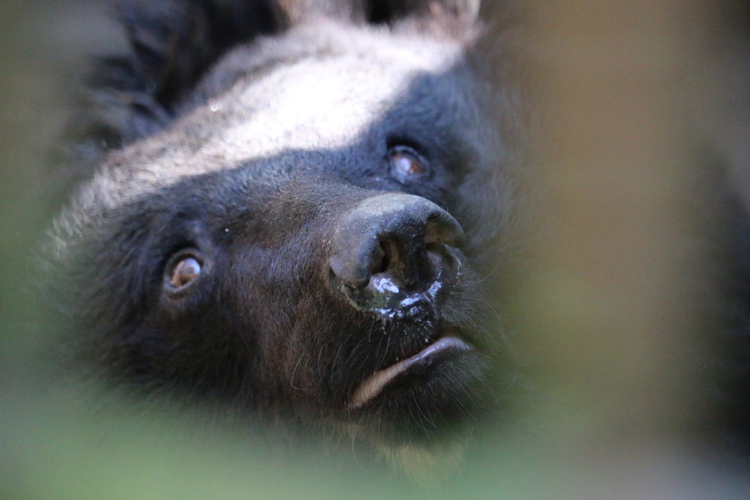 2-Asiatic black bear II – Joshua Elves-Powell