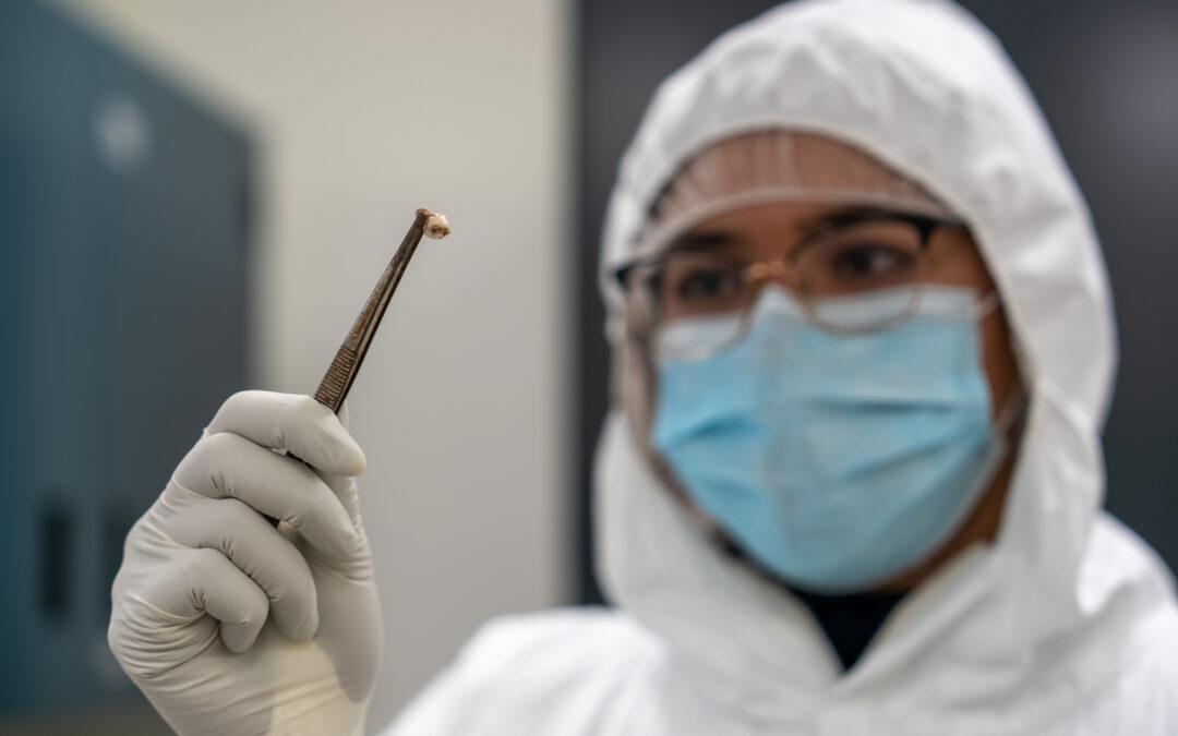 Scoperti i meccanismi genetici che hanno determinato le grandi pandemie di peste del passato