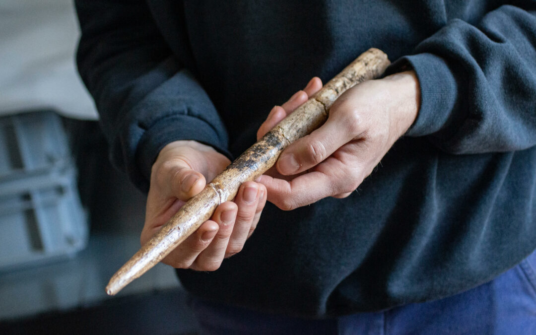 I primi utensili di ossa di balena hanno 20 mila anni