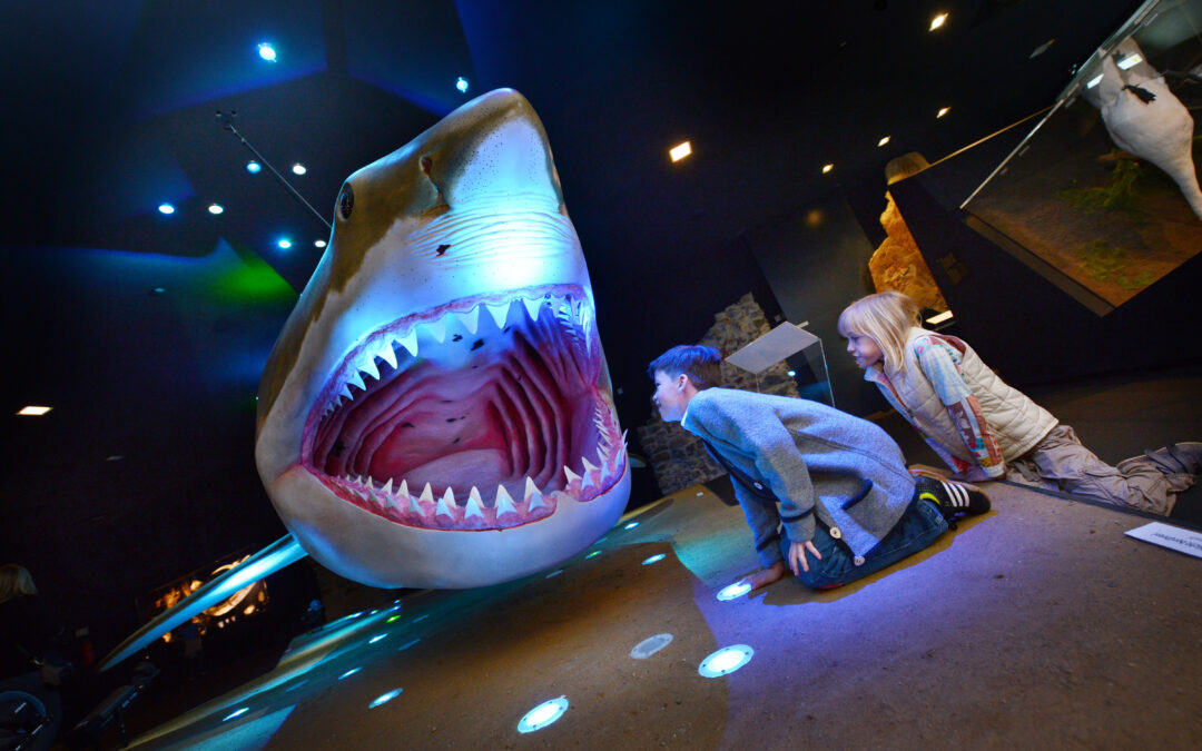 I megalodonti mangiavano di tutto