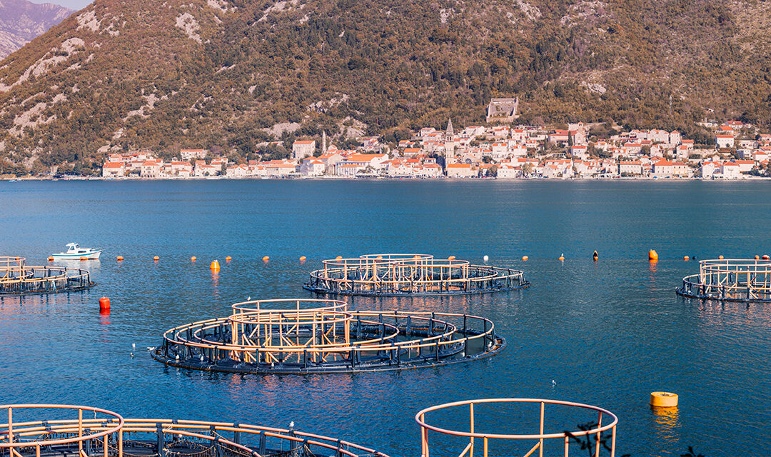 Al via progetto europeo Fishimpact per nuovi standard ambientali nel settore ittico