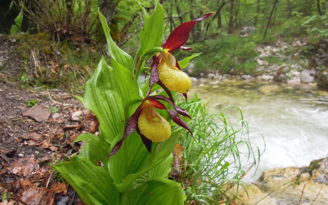 Giornata mondiale biodiversità: in Italia è sos orchidee. Estinta la più rara nella Penisola
