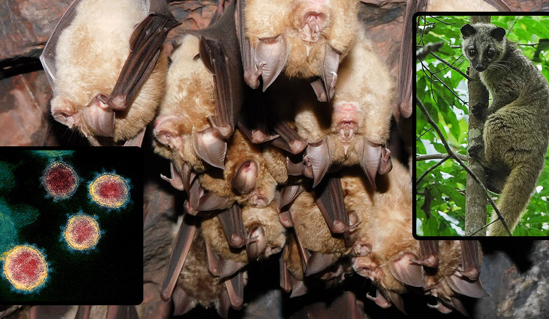 Nuovi indizi sull’origine della pandemia, colpa del commercio di animali