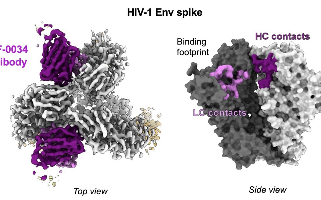 Vaccino contro l’HIV: scoperto un nuovo potente bersaglio anticorpale