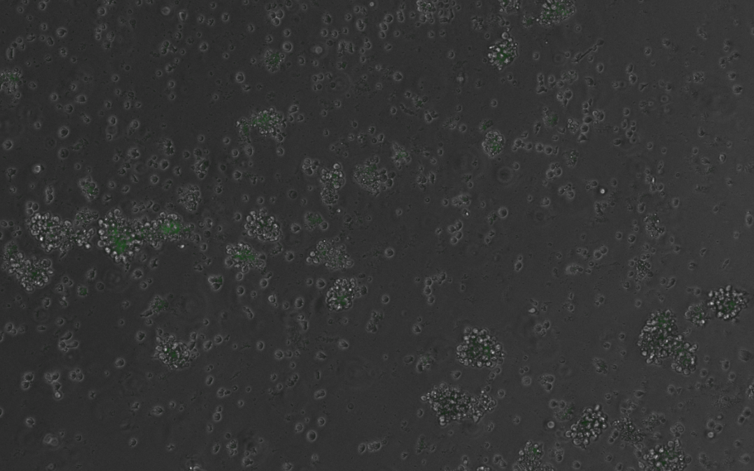 DNA progettato dall’IA controlla i geni nelle cellule sane dei mammiferi