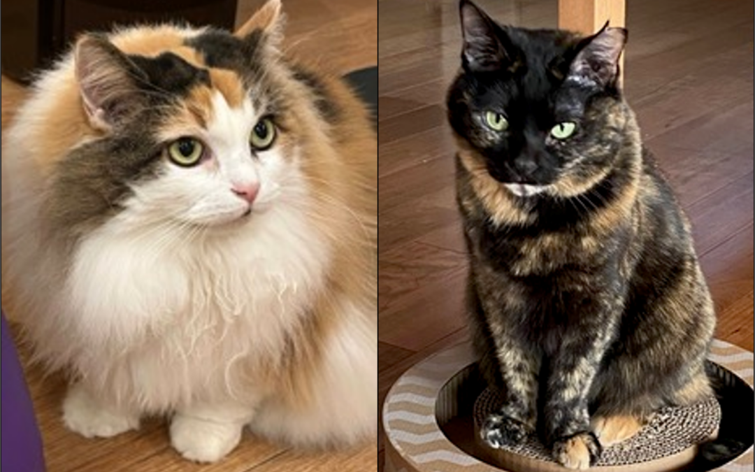 Scoperto il gene che rende arancioni i gatti