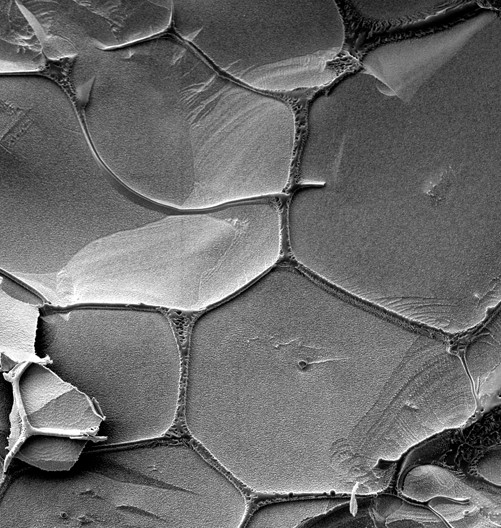 Scoperto per la prima volta come l’RNA potrebbe essersi riprodotto