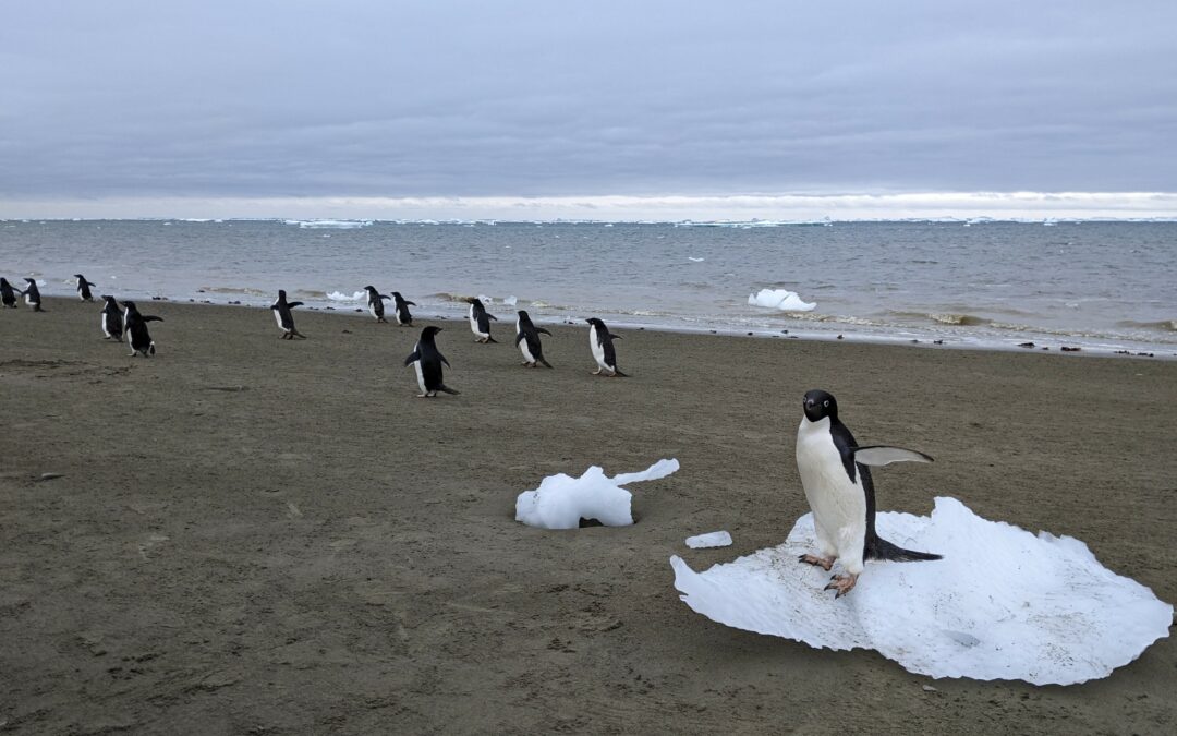 Il guano dei pinguini è un’arma contro il cambiamento climatico