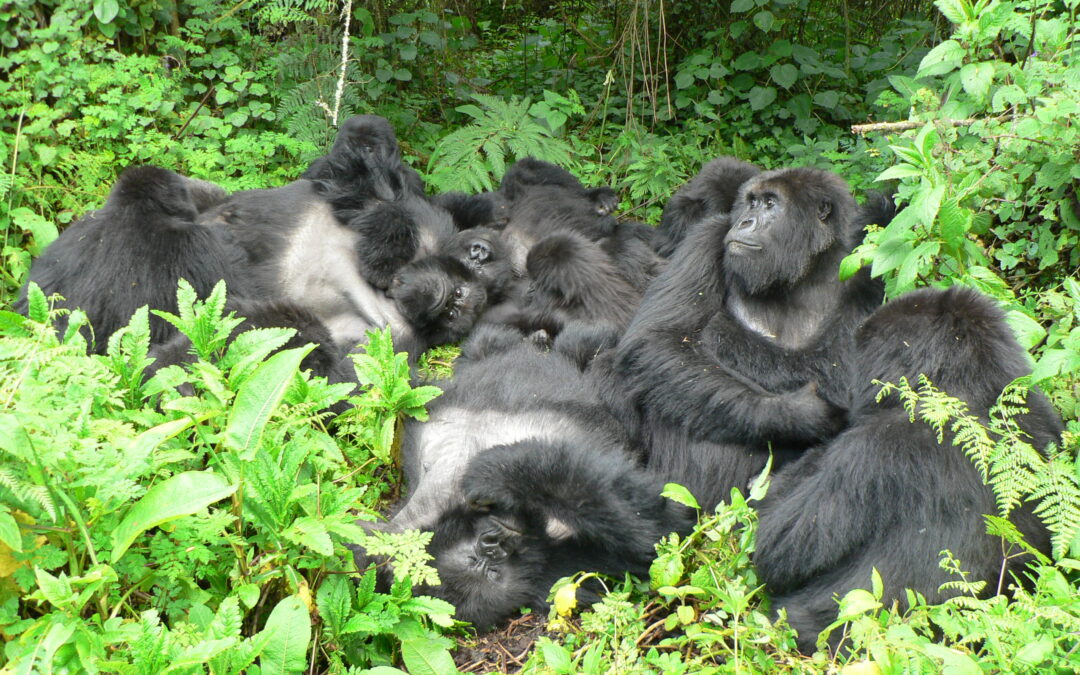 Pro e contro dell’amicizia, li rivelano i gorilla
