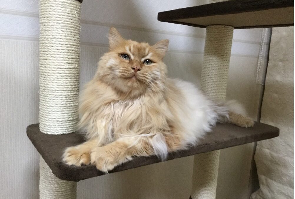 Il “gene purrfect” regola le fusa e la comunicazione nei gatti