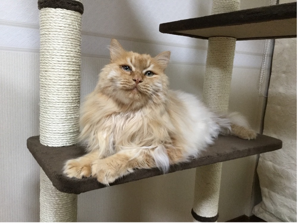 Kitty