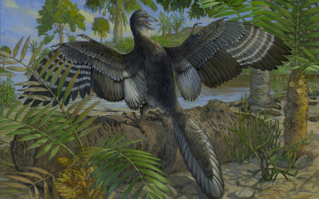 Nuovi indizi sull’Archaeopteryx, l’uccello più antico conosciuto