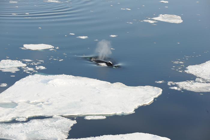 Low-Res_Bowhead whale credit Kit Kovacs and Christian Lydersen – Norwegian Polar Institute