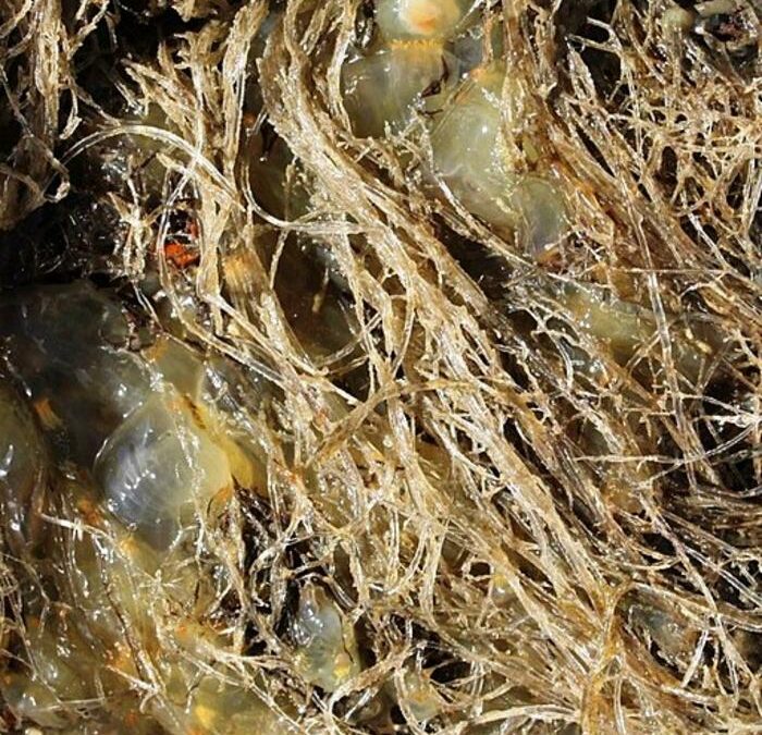GB, salmone, vongole e alghe invasivi sono le prossime minacce alla biodiversità