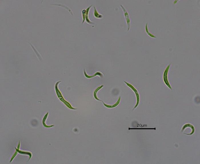 Innovative microalghe ripuliscono i fiumi dagli antibiotici