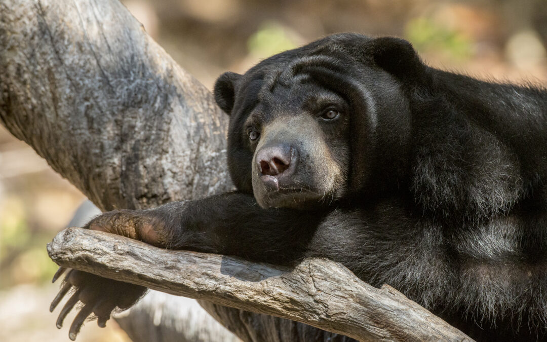 In Vietnam si consuma illegalmente bile d’orso