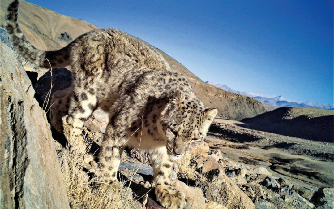 L’India ha una delle più alte densità di leopardi delle nevi al mondo
