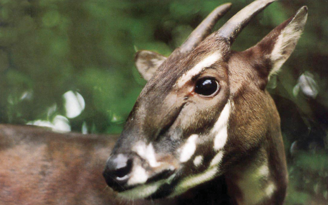 Ultima chance per trovare ancora in vita l’unicorno asiatico