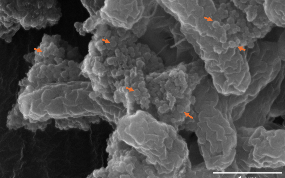 Le nanoplastiche stanno rendendo molto più pericoloso l’Escherichia coli