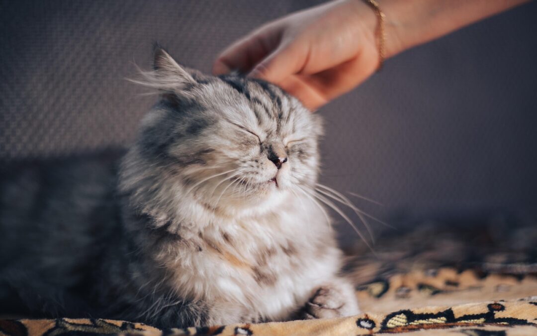 I gatti riconoscono l’odore dei proprietari