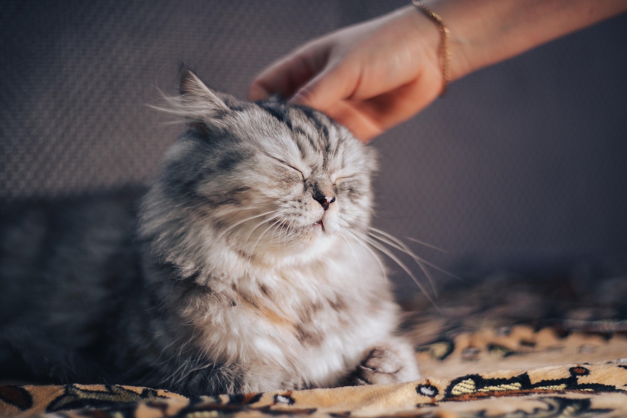 cat-5031733_1280