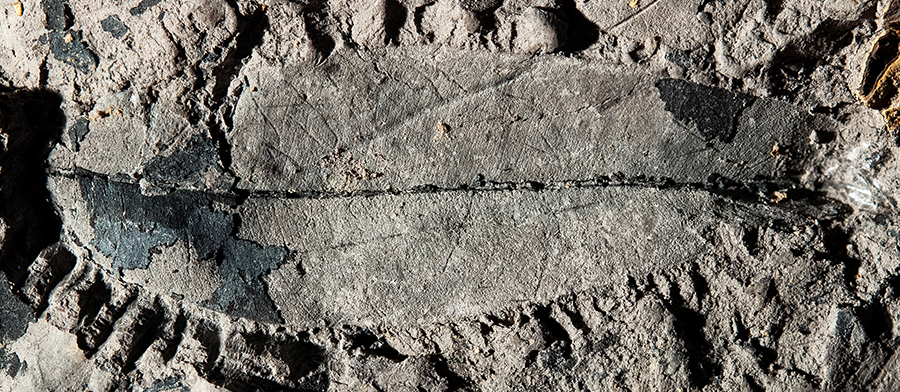 Prima prova fossile di un albero tropicale in via di estinzione