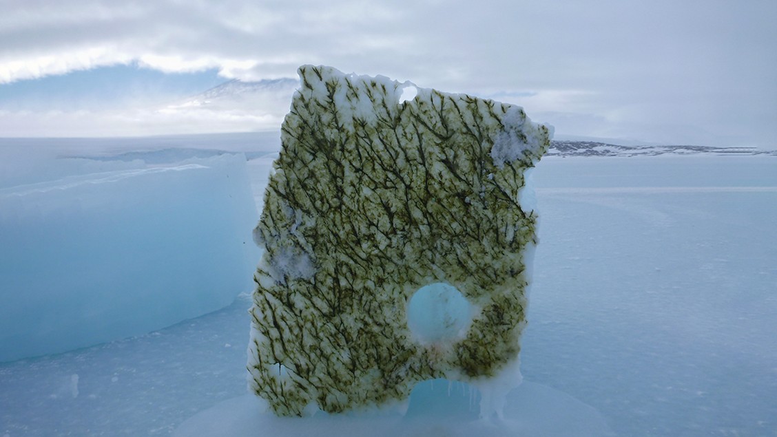 iceblock_withalgae