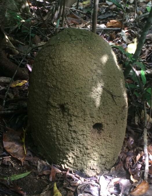 Per la rigenerazione delle foreste serve un trapianto di termiti