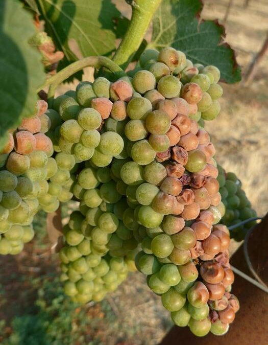 L’Europa rischia di perdere il suo vino