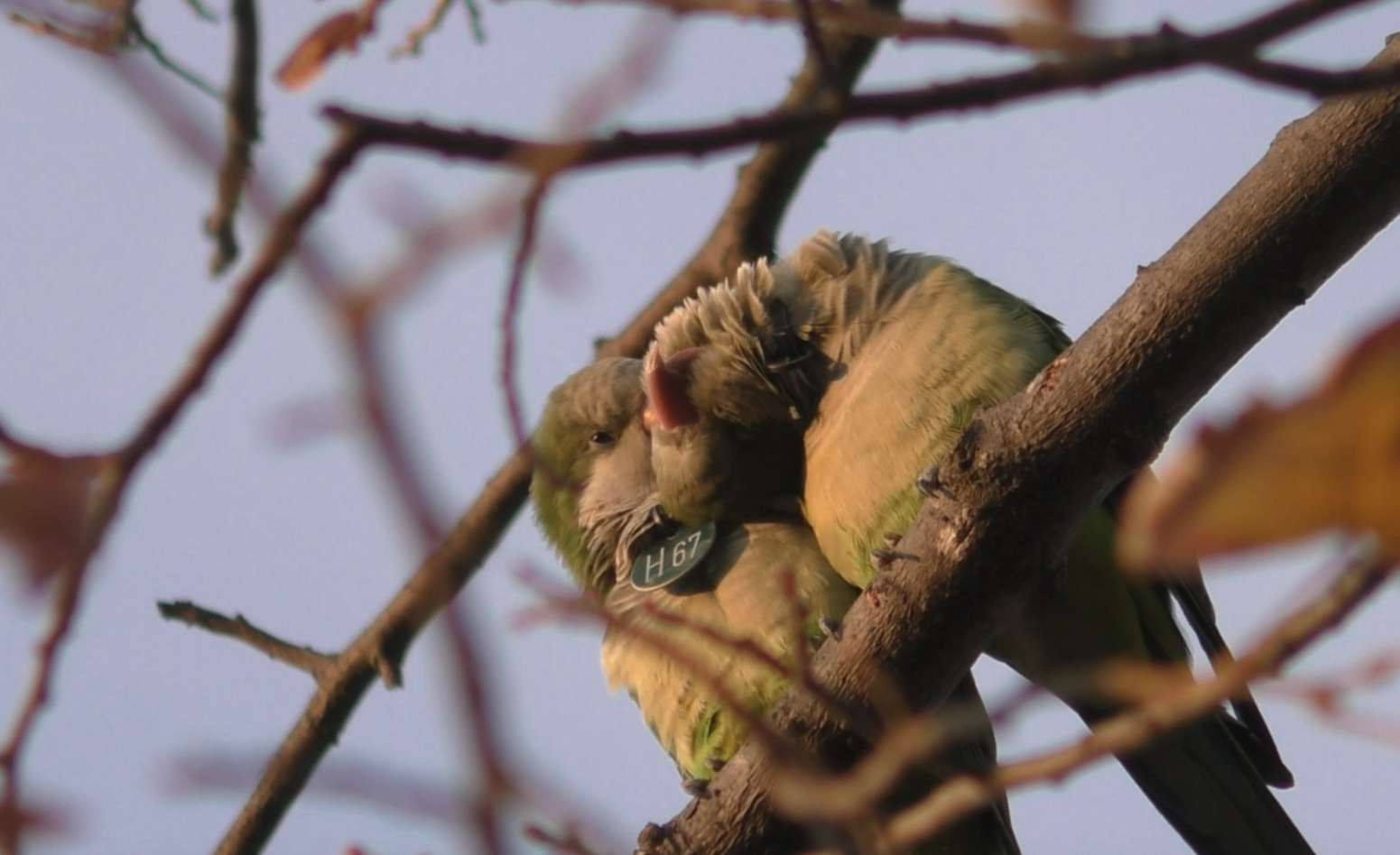 monk_parakeets_preening_credit_Simeon_Q_Smeele