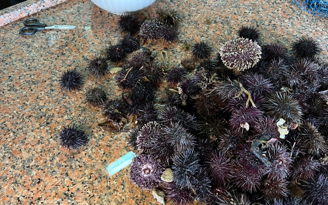 Allarme biodiversità: il riccio di mare è a rischio estinzione in Italia