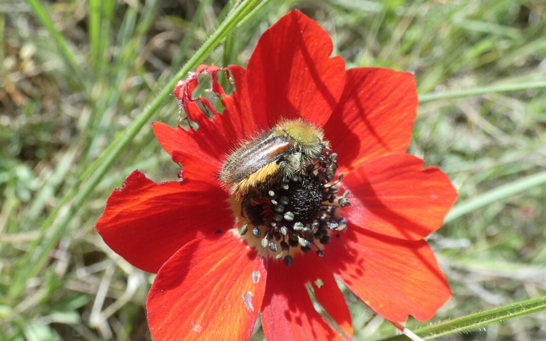 Scoperti due coleotteri che vedono rosso