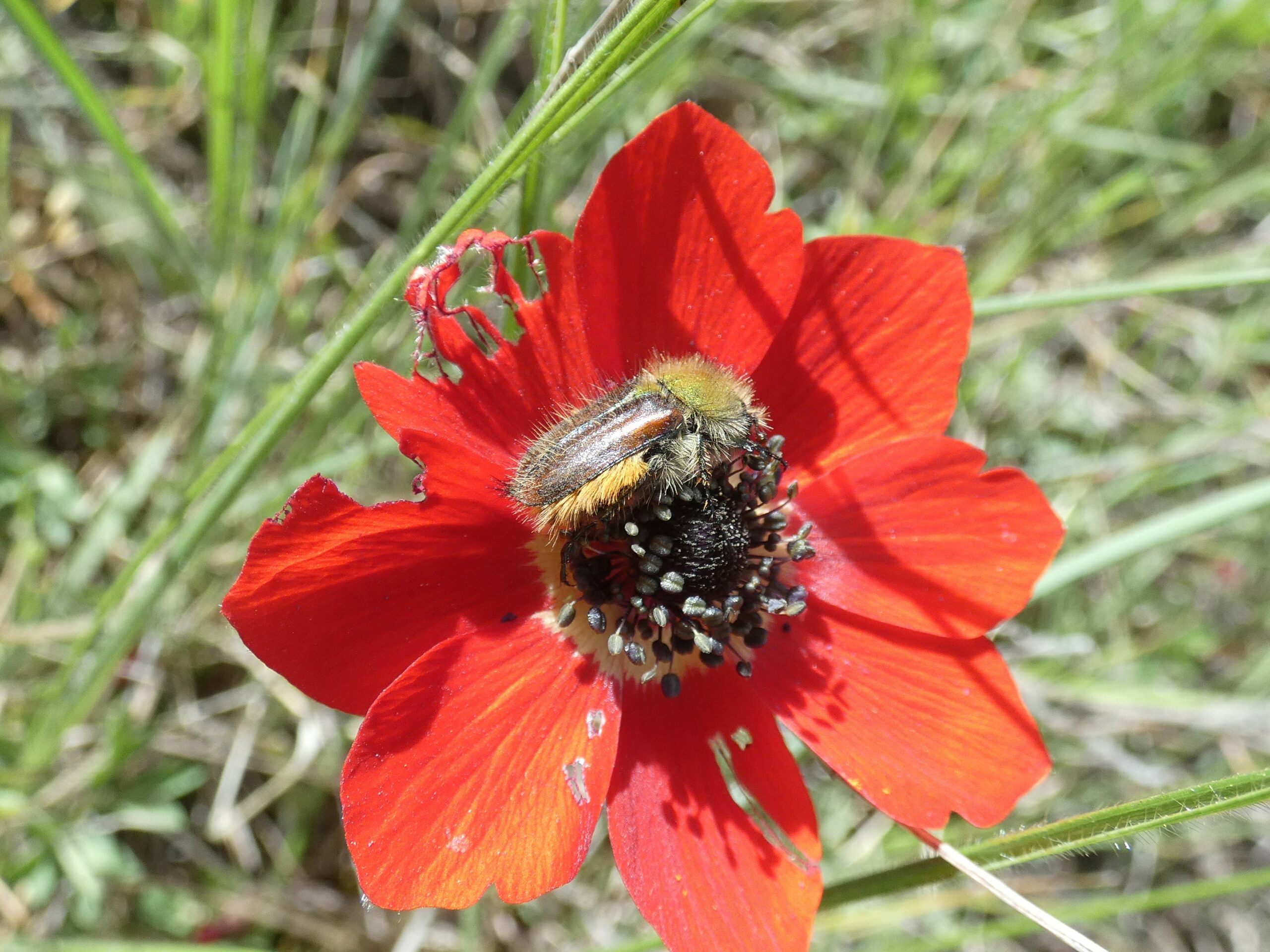 0616aeferehenot