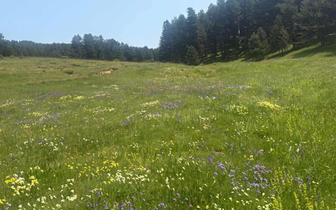SilaBioMetric”: innovazione e ricerca per mappare la biodiversità della Sila
