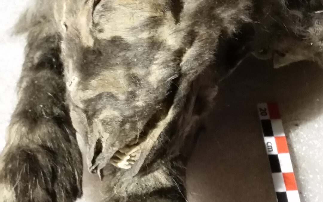 I noti “cuccioli” dell’era glaciale erano probabilmente cuccioli di lupo e non cani