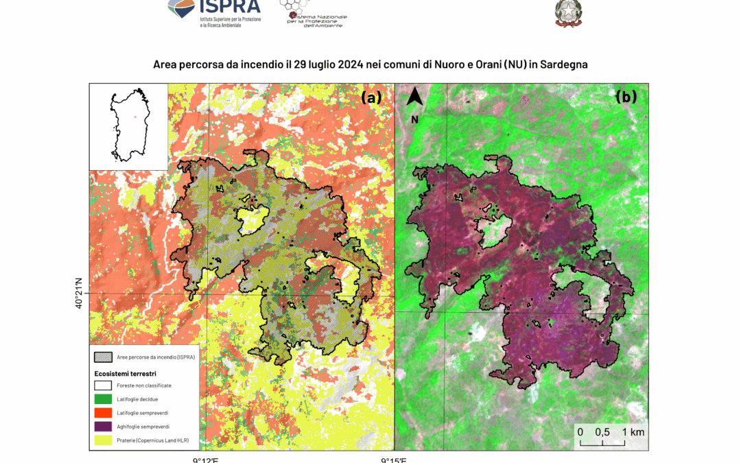 ISPRA, nel 2024 incendi boschivi in calo rispetto ai 5 anni precedenti