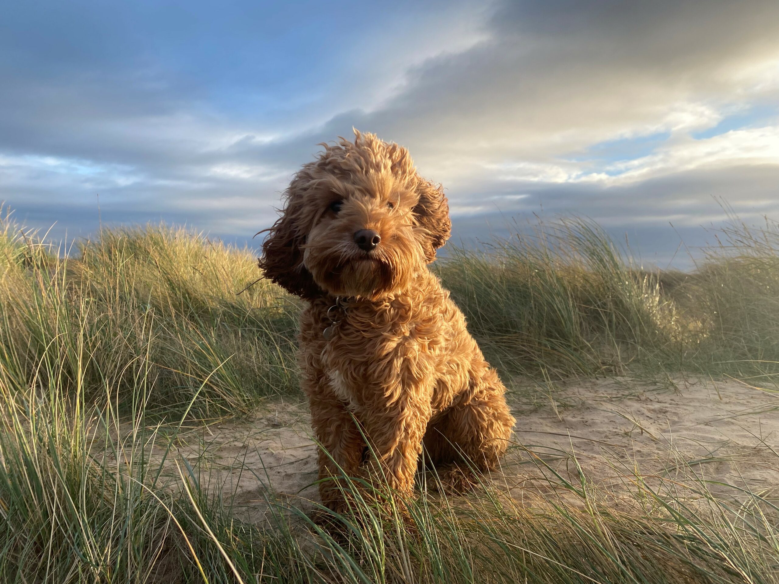 Cavapoo_RVC