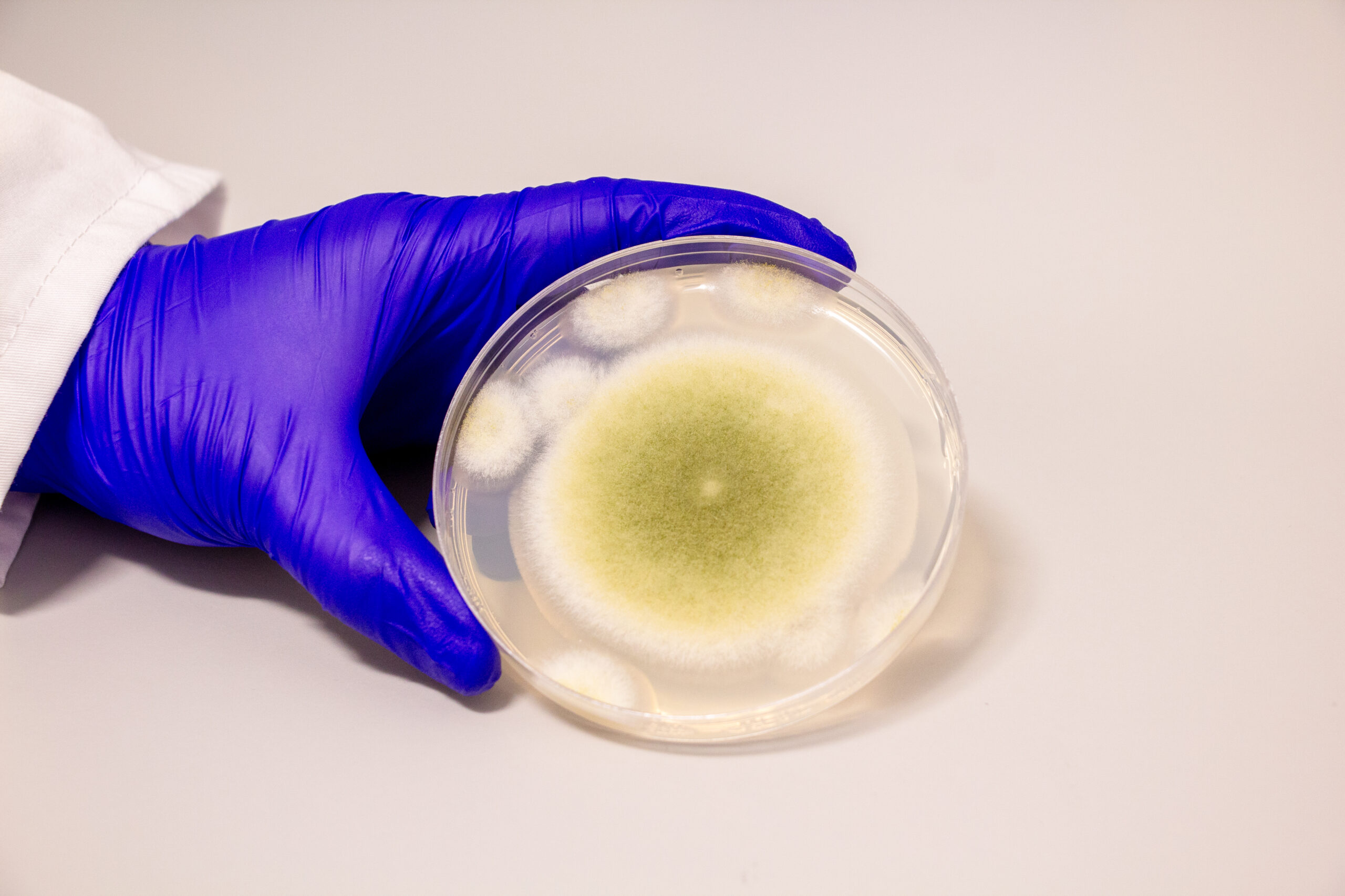 Gao Lab-Fungal RiPPs-12