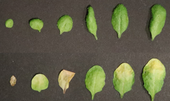 Scoperto nuovo fattore che invecchia le foglie delle piante