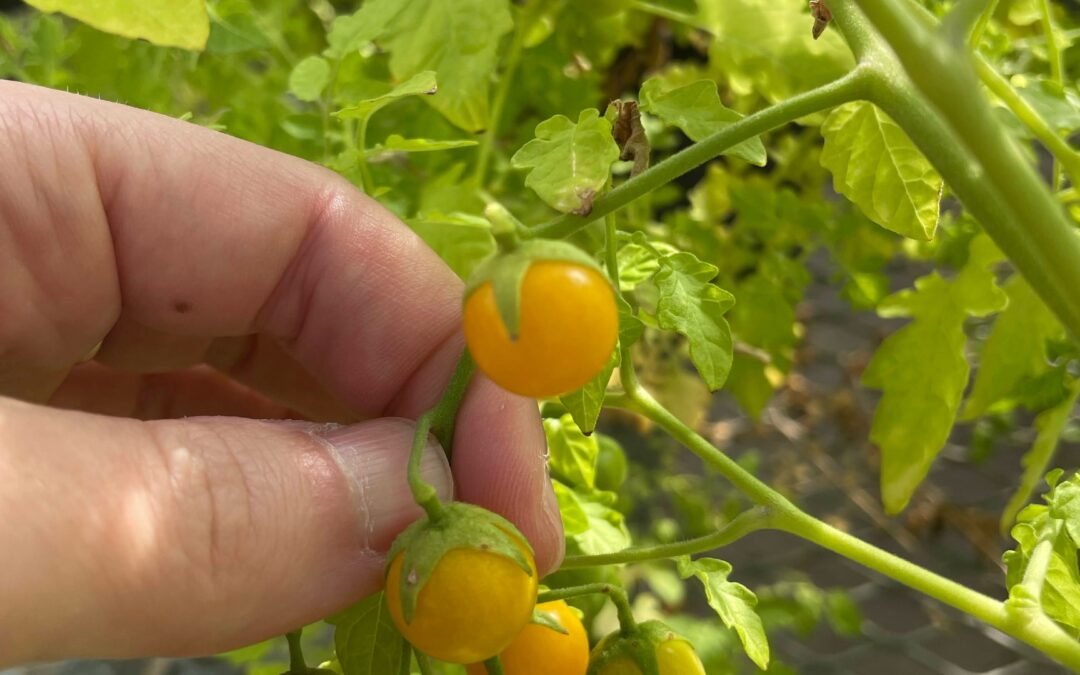 Nuova ricerca rivela un’inversione evolutiva per i pomodori delle Galápagos