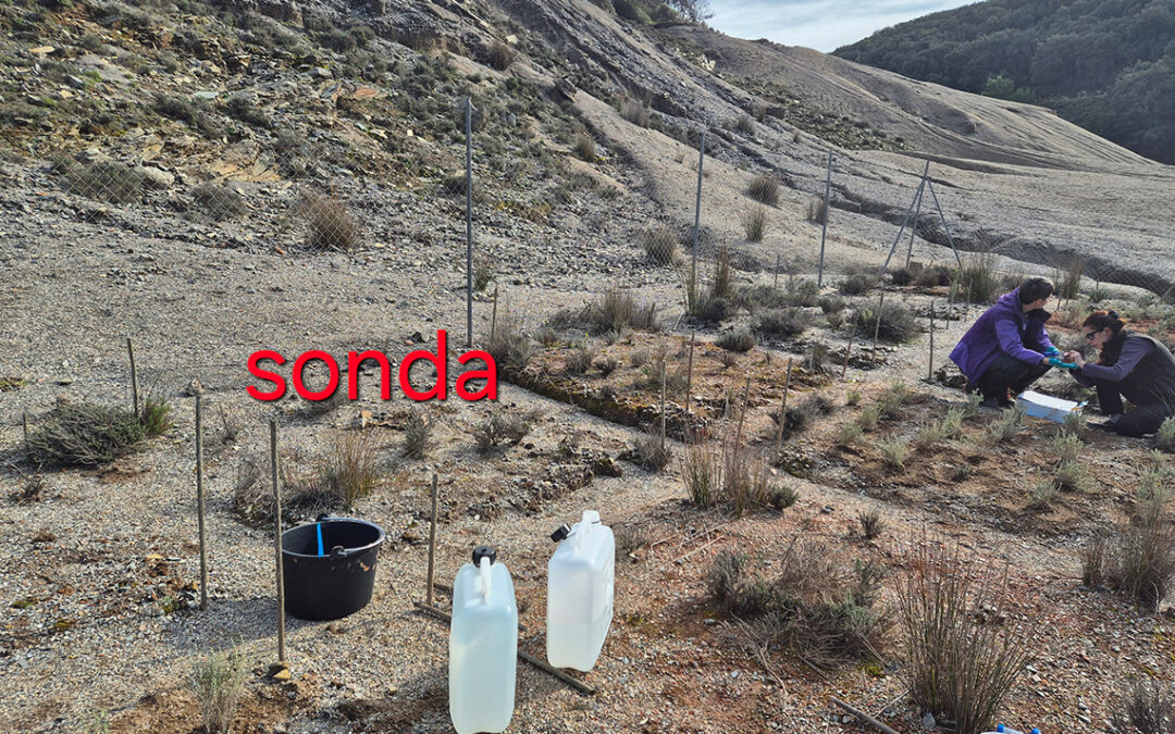 Ambiente: batteri “buoni” e piante per bonificare i terreni inquinati