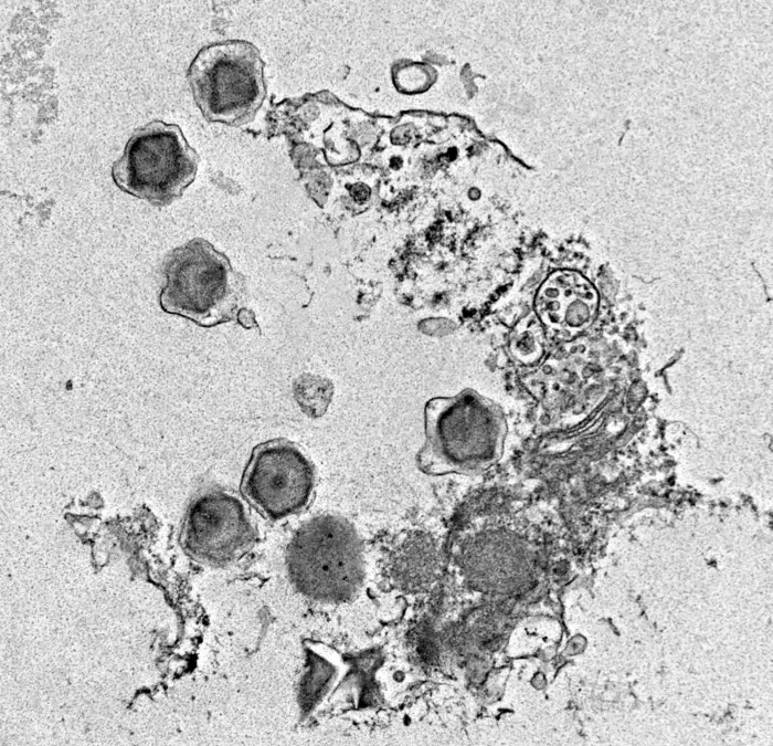 Sostenibilità: scoperti 230 virus giganti essenziali per la vita degli oceani