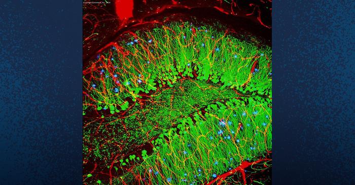 La terapia genica per l’Alzheimer promette di preservare la funzione cognitiva