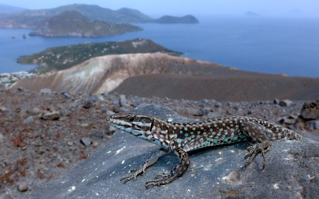 Salina diventa capitale della biodiversità: torna la lucertola delle Eolie