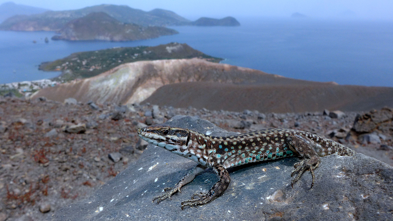 Eolizard