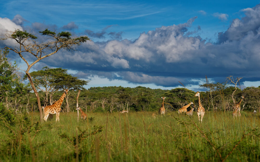 La fauna selvatica africana ha perso un terzo della sua “energia naturale”