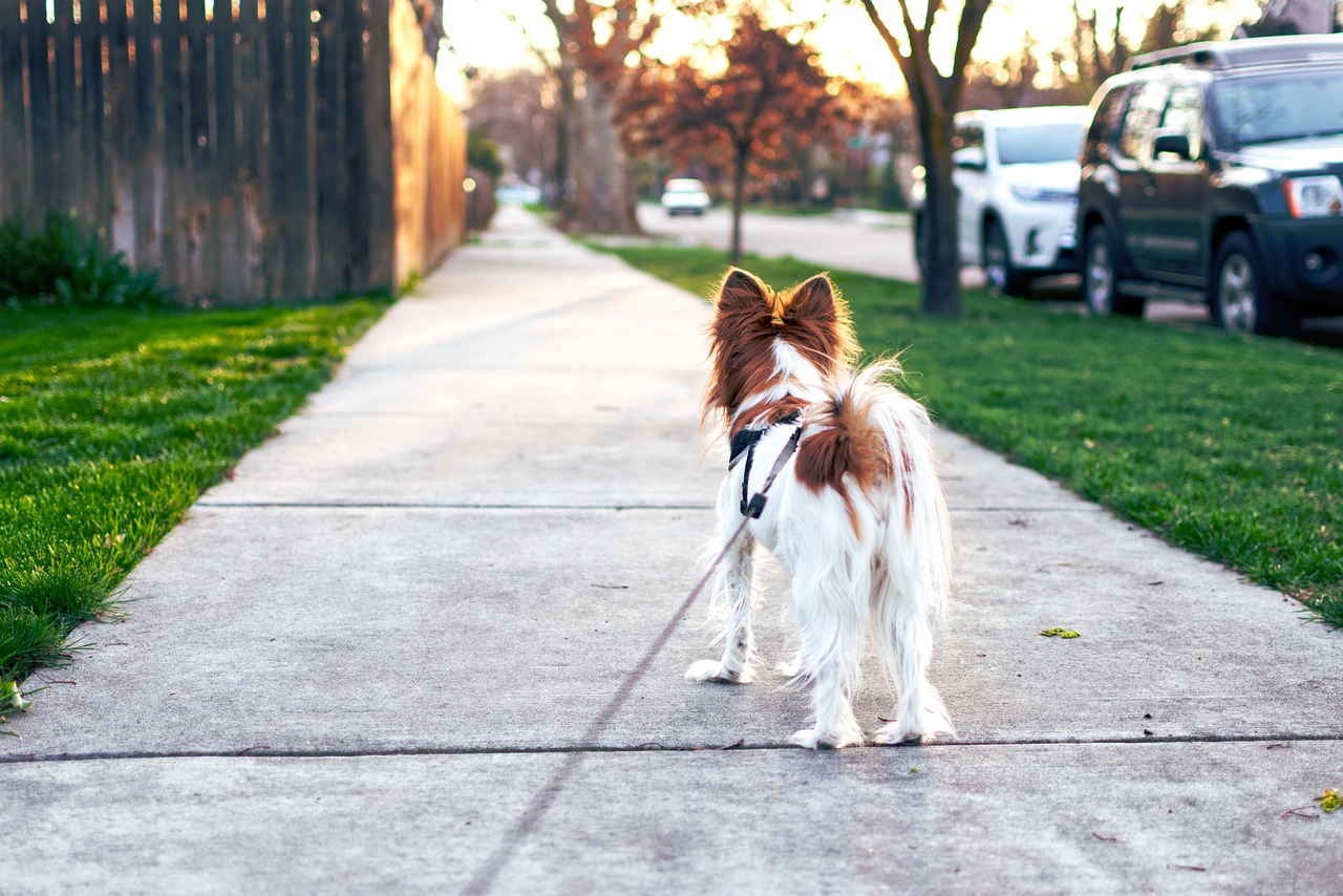 dog-4259565_1280