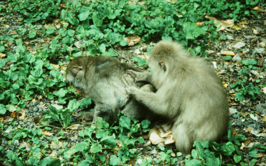 I macachi piangono i loro cari come gli esseri umani