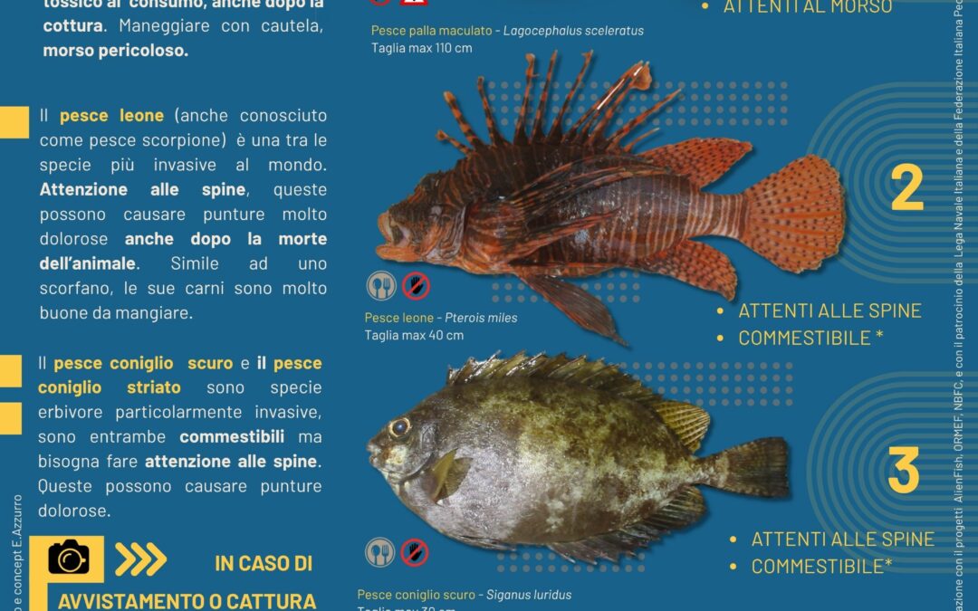 Ispra e CNR lanciano campagna monitoraggio 4 specie aliene nel Mediterraneo